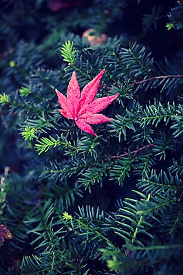 포토 JPG 주간 식물 계절 백그라운드 단풍 낙엽 자연 날씨 풍경 사람없음 야외 가을풍경 젖음 가을 비 감성 국내포토 자연요소 컨셉 잎 생태계 파일형식 가을_계절