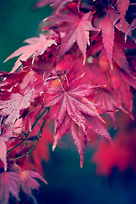 포토 JPG 주간 식물 계절 백그라운드 단풍 낙엽 자연 날씨 풍경 사람없음 야외 아웃포커스 가을풍경 젖음 가을 비 감성 국내포토 자연요소 컨셉 잎 촬영기법 생태계 파일형식 가을_계절