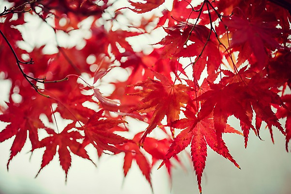 포토 JPG 주간 식물 계절 배경화면 백그라운드 단풍 낙엽 자연 날씨 풍경 사람없음 야외 아웃포커스 가을풍경 젖음 가을 비 감성 국내포토 자연요소 컨셉 잎 촬영기법 생태계 파일형식 가을_계절