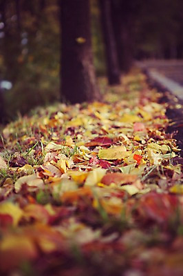 포토 JPG 주간 식물 계절 백그라운드 단풍 낙엽 자연 풍경 사람없음 야외 아웃포커스 가을풍경 가을 감성 국내포토 자연요소 컨셉 잎 촬영기법 생태계 파일형식 가을_계절