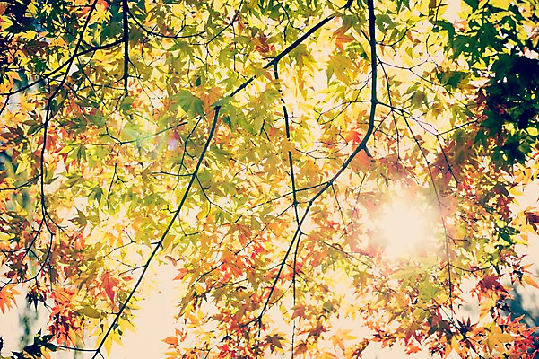 포토 JPG 주간 식물 계절 백그라운드 단풍 낙엽 자연 풍경 사람없음 야외 햇빛 가을풍경 가을 감성 국내포토 자연요소 컨셉 잎 태양 생태계 파일형식 가을_계절