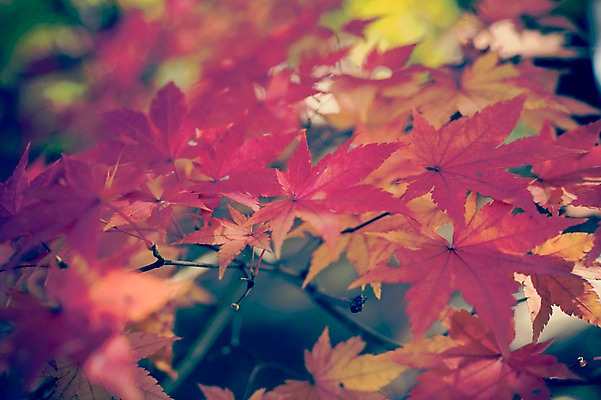 포토 JPG 주간 식물 계절 백그라운드 단풍 낙엽 자연 풍경 사람없음 야외 아웃포커스 가을풍경 가을 감성 국내포토 자연요소 컨셉 잎 촬영기법 생태계 파일형식 가을_계절