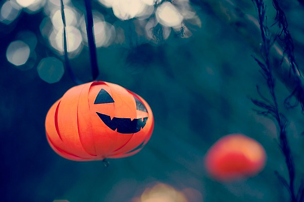 포토 JPG 주간 식물 계절 배경화면 백그라운드 단풍 낙엽 자연 호박 풍경 사람없음 야외 아웃포커스 가을풍경 할로윈 가을 감성 국내포토 자연요소 컨셉 잎 채소 촬영기법 생태계 파일형식 가을_계절