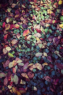 포토 JPG 주간 식물 계절 백그라운드 단풍 낙엽 자연 풍경 사람없음 야외 햇빛 가을풍경 가을 감성 국내포토 자연요소 컨셉 잎 태양 생태계 파일형식 가을_계절