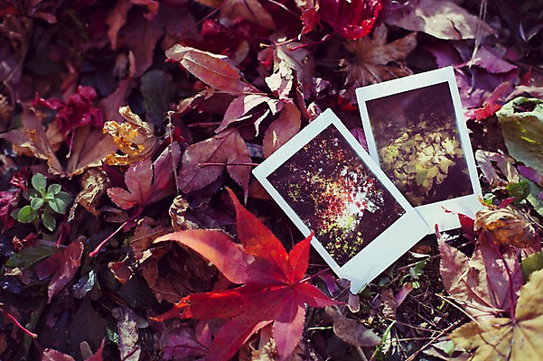 포토 JPG 주간 식물 계절 배경화면 백그라운드 단풍 낙엽 자연 풍경 사람없음 야외 가을풍경 가을 폴라로이드 감성 기념사진 국내포토 자연요소 컨셉 잎 카메라 생태계 파일형식 가을_계절