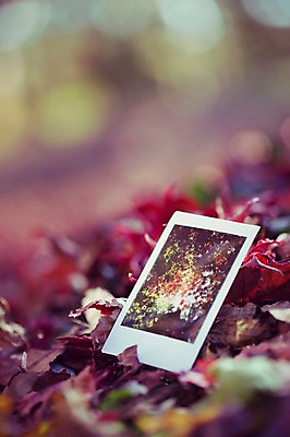 포토 JPG 주간 식물 계절 백그라운드 단풍 낙엽 자연 풍경 사람없음 야외 아웃포커스 가을풍경 가을 폴라로이드 감성 기념사진 국내포토 자연요소 컨셉 잎 촬영기법 카메라 생태계 파일형식 가을_계절