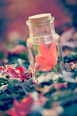 포토 JPG 주간 식물 계절 백그라운드 단풍 낙엽 자연 유리병 풍경 사람없음 야외 아웃포커스 가을풍경 가을 감성 국내포토 자연요소 컨셉 잎 병_용기 촬영기법 생태계 파일형식 가을_계절