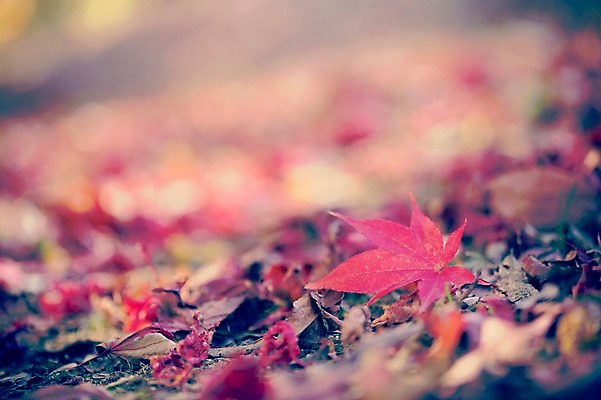 포토 JPG 주간 식물 계절 백그라운드 단풍 낙엽 자연 풍경 사람없음 야외 아웃포커스 가을풍경 가을 감성 국내포토 자연요소 컨셉 잎 촬영기법 생태계 파일형식 가을_계절