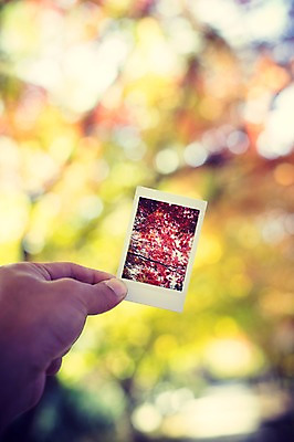 포토 JPG 주간 식물 손 계절 백그라운드 단풍 낙엽 자연 사람 풍경 야외 신체부위 가을풍경 가을 폴라로이드 감성 기념사진 국내포토 자연요소 컨셉 잎 카메라 생태계 파일형식 가을_계절