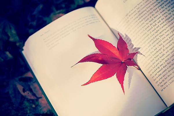 포토 JPG 주간 식물 계절 배경화면 백그라운드 단풍 낙엽 자연 풍경 사람없음 야외 책 가을풍경 가을 감성 국내포토 자연요소 컨셉 잎 생태계 파일형식 가을_계절