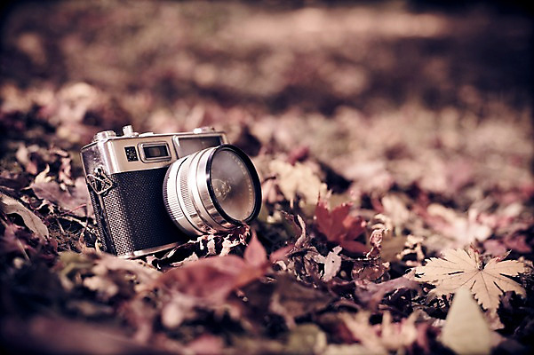 포토 JPG 주간 식물 계절 배경화면 백그라운드 단풍 낙엽 자연 풍경 사람없음 야외 아웃포커스 카메라 가을풍경 가을 감성 국내포토 자연요소 컨셉 잎 촬영기법 전자제품 생태계 파일형식 가을_계절