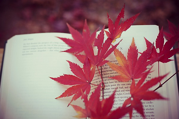 포토 JPG 주간 식물 계절 백그라운드 단풍 낙엽 자연 풍경 사람없음 야외 아웃포커스 책 가을풍경 가을 감성 국내포토 자연요소 컨셉 잎 촬영기법 생태계 파일형식 가을_계절