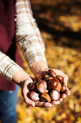 포토 JPG 주간 식물 계절 백그라운드 단풍 낙엽 자연 사람 풍경 야외 아웃포커스 가을풍경 견과류 가을 밤 감성 국내포토 자연요소 컨셉 잎 촬영기법 생태계 파일형식 가을_계절