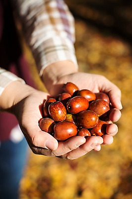 포토 JPG 주간 식물 손 계절 백그라운드 단풍 낙엽 자연 사람 풍경 야외 아웃포커스 신체부위 가을풍경 가을 대추 감성 국내포토 자연요소 컨셉 잎 촬영기법 생태계 파일형식 가을_계절
