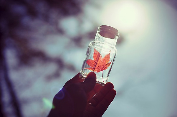 포토 JPG 주간 식물 손 계절 배경화면 백그라운드 단풍 낙엽 자연 유리병 사람 풍경 야외 신체부위 가을풍경 가을 감성 국내포토 자연요소 컨셉 잎 병_용기 생태계 파일형식 가을_계절