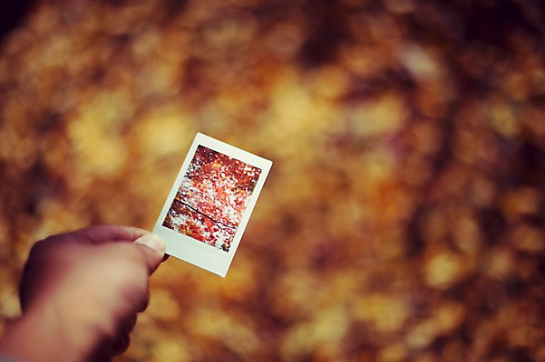포토 JPG 주간 식물 손 계절 백그라운드 단풍 낙엽 자연 사람 풍경 야외 신체부위 가을풍경 가을 폴라로이드 감성 기념사진 국내포토 자연요소 컨셉 잎 카메라 생태계 파일형식 가을_계절