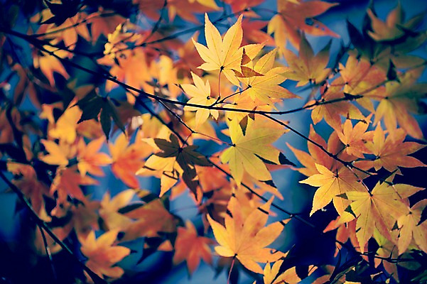 포토 JPG 주간 식물 계절 백그라운드 단풍 낙엽 자연 풍경 사람없음 야외 아웃포커스 햇빛 가을풍경 가을 감성 국내포토 자연요소 컨셉 잎 촬영기법 태양 생태계 파일형식 가을_계절