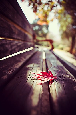 포토 JPG 주간 식물 계절 백그라운드 단풍 낙엽 벤치 자연 풍경 사람없음 야외 아웃포커스 가을풍경 가을 감성 국내포토 자연요소 컨셉 잎 의자 촬영기법 생태계 파일형식 가을_계절