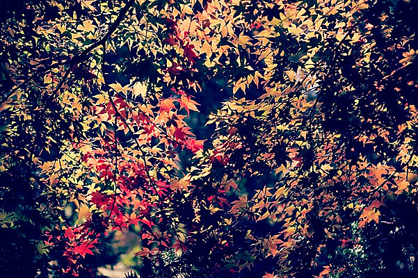 포토 JPG 주간 식물 계절 백그라운드 단풍 낙엽 자연 풍경 사람없음 야외 햇빛 가을풍경 가을 감성 국내포토 자연요소 컨셉 잎 태양 생태계 파일형식 가을_계절