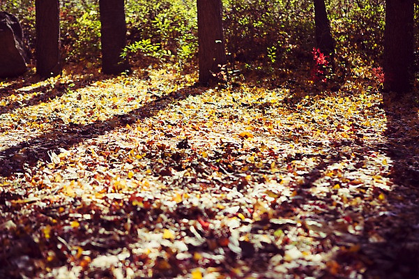 포토 JPG 주간 나무 식물 계절 백그라운드 단풍 낙엽 자연 풍경 사람없음 야외 햇빛 가을풍경 가을 감성 국내포토 자연요소 컨셉 잎 태양 생태계 파일형식 가을_계절