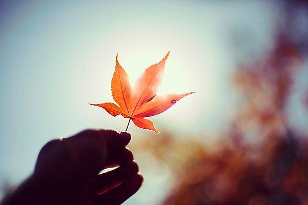 포토 JPG 주간 식물 손 계절 배경화면 백그라운드 단풍 낙엽 자연 사람 풍경 야외 아웃포커스 신체부위 햇빛 가을풍경 가을 감성 국내포토 자연요소 컨셉 잎 촬영기법 태양 생태계 파일형식 가을_계절