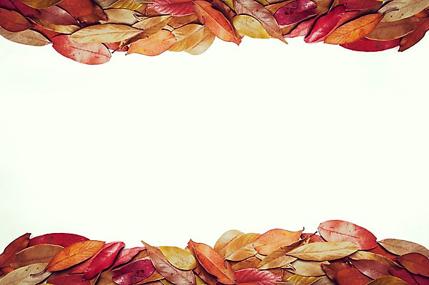 포토 JPG 식물 계절 백그라운드 단풍 낙엽 자연 프레임 풍경 사람없음 가을풍경 가을 감성 국내포토 컨셉 잎 생태계 파일형식 가을_계절