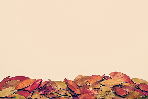 포토 JPG 식물 계절 백그라운드 단풍 낙엽 자연 프레임 풍경 사람없음 가을풍경 가을 감성 국내포토 컨셉 잎 생태계 파일형식 가을_계절