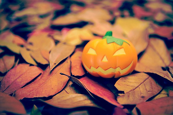 포토 JPG 주간 식물 계절 배경화면 백그라운드 단풍 낙엽 자연 호박 풍경 사람없음 야외 아웃포커스 가을풍경 할로윈 가을 감성 국내포토 자연요소 컨셉 잎 채소 촬영기법 생태계 파일형식 가을_계절