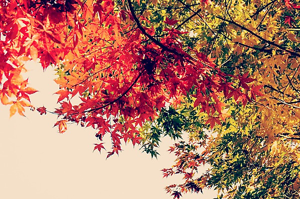 포토 JPG 주간 식물 계절 백그라운드 단풍 낙엽 자연 풍경 사람없음 야외 햇빛 가을풍경 가을 감성 국내포토 자연요소 컨셉 잎 태양 생태계 파일형식 가을_계절