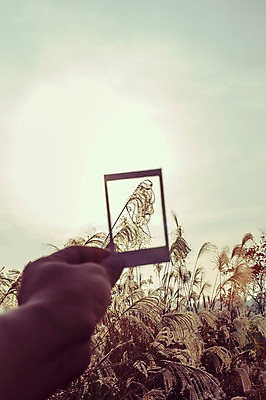 포토 JPG 주간 식물 손 계절 백그라운드 자연 사람 풍경 야외 신체부위 가을풍경 가을 필름 억새 폴라로이드 감성 국내포토 자연요소 컨셉 카메라 생태계 파일형식 가을_계절