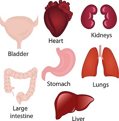 EPS 해외이미지 디자인 과학 신체 일러스트 해부 사람 내부 세트 하트 오르간 신장 허파 큼 수집 생물학 간 시스템 방광 해외202004 해외일러스트 모양 교육 의학 장기_의학 건반악기 비뇨기관 호흡기관 크기 파일형식 벡터 이미지허브