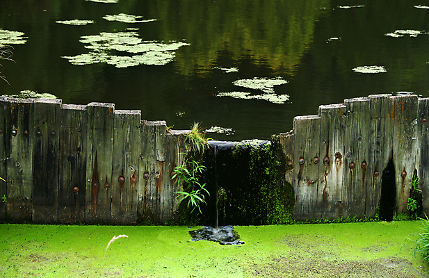 포토 JPG 해외이미지 사람없음 목재 초록색 물 침묵 가을 연못 판넬 해조류 댐 볼트 해외202004 해외포토 자연요소 나무 계절 공공시설 컬러 재료 소리 공구 해양식물 파일형식 이미지허브