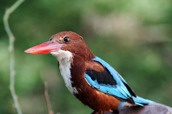 포토 JPG 해외이미지 자연 조류 열대 생물 사람없음 파란색 컬러풀 흰색 내추럴 물총새 이국적 해외202004 해외포토 동물 컬러 생태계 파일형식 이미지허브