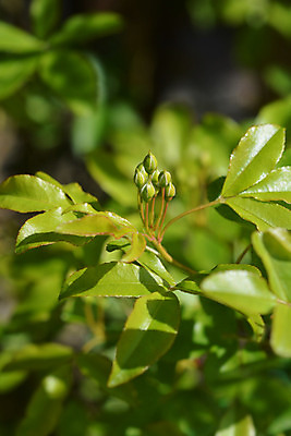 포토 JPG 해외이미지 꽃 자연 사람없음 초록색 장미 정원 봄 닫기 묘사 해외202004 해외포토 식물 계절 컬러 모션 생태계 파일형식 이미지허브