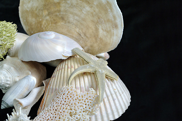 포토 JPG 해외이미지 별 바다 백그라운드 자연 휴가 조개 불가사리 해변 사람없음 파란색 껍질 흰색 산호 수집 생물학 해외202004 해외포토 자연요소 교육 컬러 어패류 극피동물 자포동물 생태계 파일형식 이미지허브