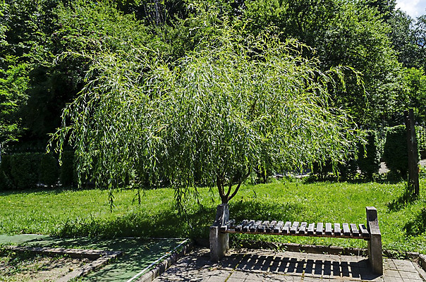 포토 JPG 해외이미지 나무 꽃 유럽 여행 백그라운드 낙엽 잎 밭 벤치 자연 휴식 산 그림자 풍경 사람없음 초록색 여름 햇빛 장미 소풍 갈색 환경 침묵 고요 하이킹 나뭇가지 신선 모서리 아래 버드나무 장면 타운 수도원 내추럴 발칸반도 불가리아 해외202004 해외포토 식물 계절 나라 컬러 컨셉 농업 의자 레저 태양 야외활동 소리 도시 방향 생태계 위치 파일형식 남유럽 이미지허브