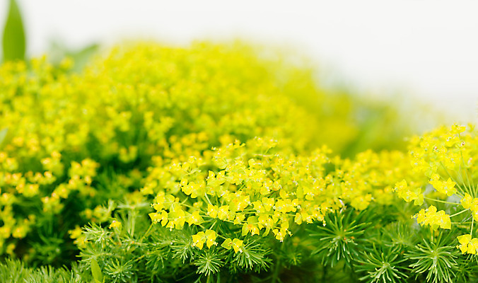 포토 JPG 해외이미지 식물 자연 사람없음 초록색 여름 노란색 정원 봄 질감 생태학 해외202004 해외포토 계절 교육 컬러 생태계 파일형식 이미지허브