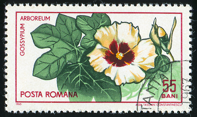 포토 JPG 해외이미지 식물 꽃잎 꽃 줄기 꽃무늬 자연 봉투 사람없음 수확 골동품 벚꽃 면 메시지 역사 물개 편지 꽃집 복고 엽서 루마니아 우표 내추럴 옛날 해외202004 해외포토 유럽 무늬 농업 포유류 상점 바다동물 생태계 파일형식 이미지허브