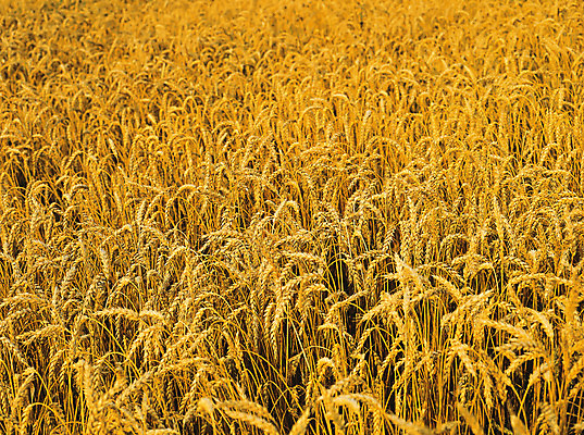 포토 JPG 해외이미지 구름 계절 빵 컨셉 밭 농업 자연 하늘 옥수수 씨앗 풍경 사람없음 파란색 빛 농작물 농장 농경지 노란색 맑음 수확 가을 시골 낟알 시리얼 밀 알맹이 귀 밭일 숙성 해외202004 해외포토 자연요소 식물 산업 음식 컬러 날씨 곡류 신체부위 생태계 파일형식 이미지허브