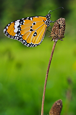 포토 JPG 해외이미지 꽃 유럽 야생동물 분홍색 나비 곤충 꽃무늬 신체 날개 태국 자연 날리기 추상 안테나 앉기 풍경 사람없음 야외 초록색 여름 빛 컬러풀 햇빛 머리 환경 맑음 봄 활발 벚꽃 개화 생물학 꽃가루 꿀 취급주의 해외202004 해외포토 식물 동물 계절 교육 나라 아시아 컬러 컨셉 무늬 통신 모션 날씨 경고 신체부위 태양 가루 생태계 파일형식 이미지허브