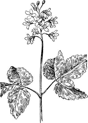 EPS 해외이미지 선 일러스트 미술 검은색 수확 흰색 그림 뿌리 판화 개암나무 해외202004 해외일러스트 나무 컬러 농업 문화예술 파일형식 벡터 이미지허브