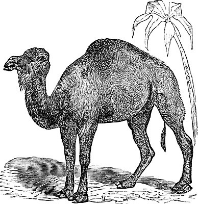 EPS 해외이미지 나무 동물 야생동물 모래 여행 일러스트 자연 손바닥 미술 모래사장 검은색 사막 수확 골동품 흰색 뜨거움 인쇄 모래언덕 사파리 그림 낙타 아라비아 목 판화 혹 아랍에미리트 단봉낙타 동물상 아랍어 옛날 해외202004 해외일러스트 식물 손 바다 컬러 농업 중동 포유류 문화예술 신체부위 조형물 언덕 생태계 파일형식 벡터 이미지허브