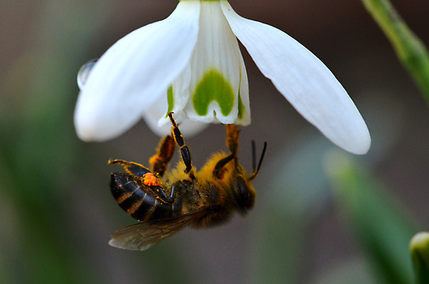 포토 JPG 해외이미지 꽃 곤충 날개 자연 협력 사람없음 초록색 갈색 환경 검은색 화목 봄 줄무늬 흰색 업무 투명 벌레 꿀벌 결심 벌 향기 헌병 해외202004 해외포토 식물 동물 계절 컬러 컨셉 무늬 군인 작업 벌_곤충 생태계 냄새 파일형식 이미지허브