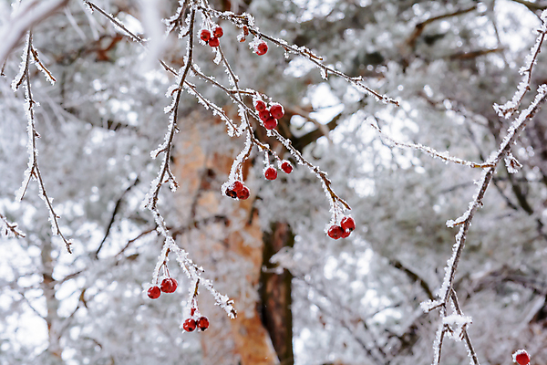 포토 JPG 해외이미지 나무 식물 구름 디자인 계절 공원 열매 음식 여행 백그라운드 크리스마스 겨울 과일 자연 하늘 표면 날씨 풍경 사람없음 야외 목재 빨간색 빛 갈색 환경 정원 냉동 얼음 검은색 추위 흰색 나뭇가지 숲 서리 장면 층 내추럴 해외202004 해외포토 자연요소 공공시설 기념일 컬러 재료 생태계 파일형식 이미지허브