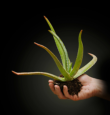 포토 JPG 해외이미지 식물 손 백그라운드 잎 손바닥 사람 사람없음 초록색 약 검은색 닫기 약초 자르기 허브 팔 고립 알로에 해외202004 해외포토 컬러 의학 모션 신체부위 풀_식물 파일형식 이미지허브