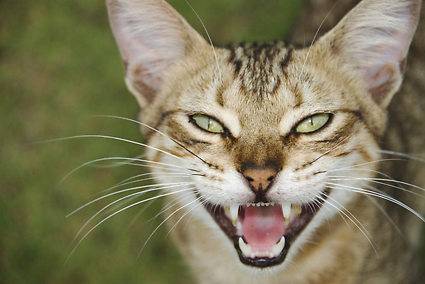 포토 JPG 해외이미지 동물 야생동물 수염 털 사람없음 초록색 갈색 고양이 가축 줄무늬 분노 오픈 치아 모피 혀 귀 해외202004 해외포토 감정 컬러 무늬 포유류 신체부위 반려동물 입 소화기관 파일형식 이미지허브