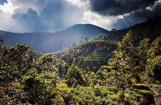 포토 JPG 해외이미지 식물 계절 아시아 여행 백그라운드 잎 밭 농업 자연 산 동양인 풍경 사람없음 야외 초록색 여름 농작물 농장 농경지 환경 계곡 시골 신선 차 땅 언덕 장면 산악지대 밭일 해외202004 해외포토 나라 산업 음료 컬러 인종 생태계 파일형식 이미지허브