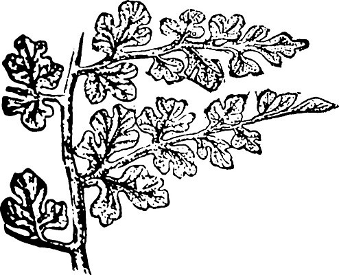 EPS 해외이미지 식물 선 일러스트 미술 씨앗 검은색 수확 흰색 그룹 그림 판화 멸종 양치류 해외202004 해외일러스트 컬러 농업 문화예술 파일형식 벡터 이미지허브