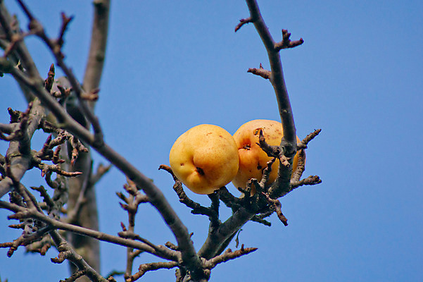 포토 JPG 해외이미지 나무 식물 계절 음식 줄기 잎 농업 채소 과일 자연 하늘 매달리기 건강 사람없음 빨간색 초록색 여름 파란색 농작물 햇빛 농장 성장 가을 나뭇가지 달콤 과수원 다발 유기농 숙성 해외202004 해외포토 웰빙 산업 컬러 모션 태양 맛 생태계 파일형식 이미지허브