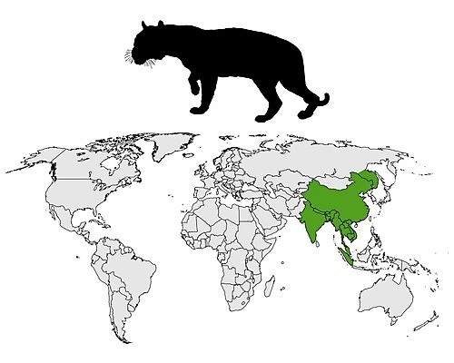 EPS 해외이미지 실루엣 아시아 백그라운드 지도 일러스트 초록색 세계 검은색 회색 흰색 호랑이 심볼 사인 대륙 표범 고립 분배 인도차이나반도 해외202004 해외일러스트 나라 컬러 포유류 촬영기법 파일형식 벡터 이미지허브